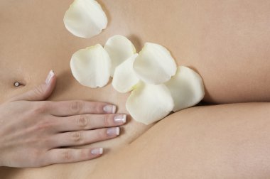 close up of a woman body with petals of rose on her pubes clipart