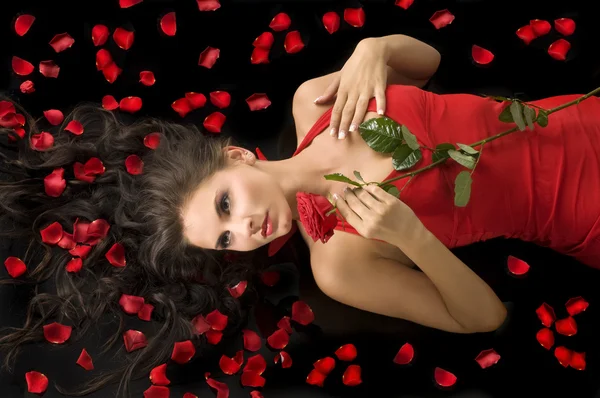 The red rose — Stock Photo, Image