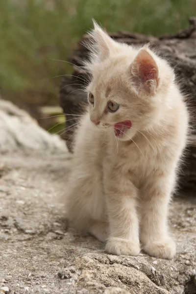 Gattino rosso arrabbiato — Foto Stock