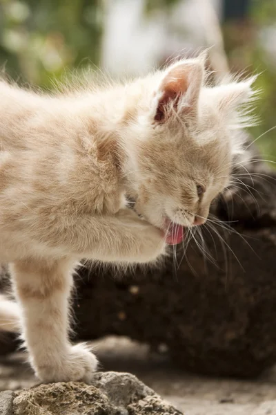 Ginger Kitten Lava Lenguaje —  Fotos de Stock