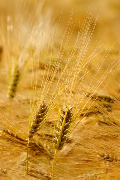 Pšeničné pole Royalty Free Stock Obrázky