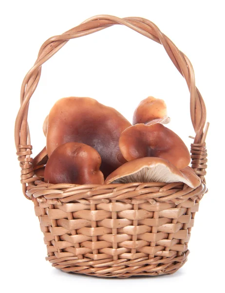 Basket with mushrooms on a white background — Stock Photo, Image