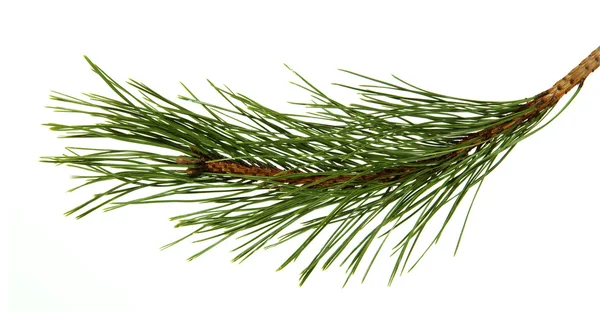 La imagen de una rama del pino, aislada, sobre un fondo blanco —  Fotos de Stock