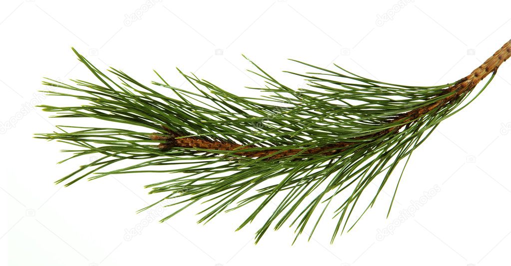 The image of a branch of the pine, isolated, on a white backgrou