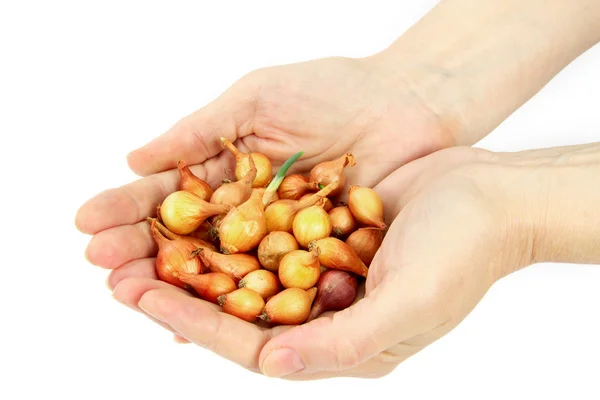 stock image Beautiful women's hands hold the seeds of onions