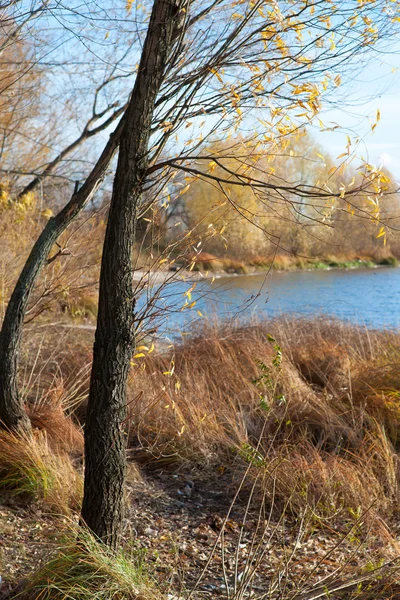 강에 나무 — 스톡 사진
