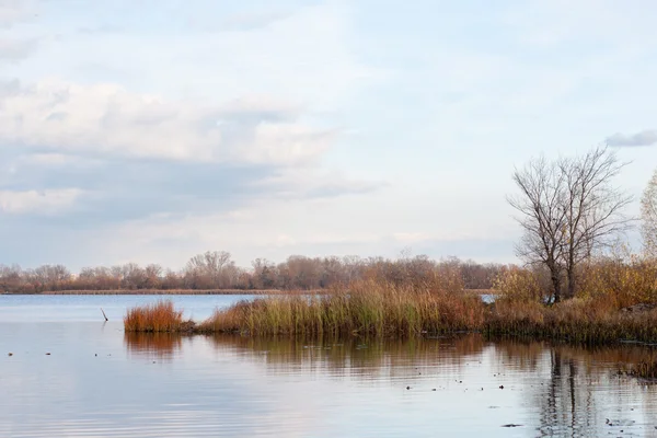 Мирное болото — стоковое фото