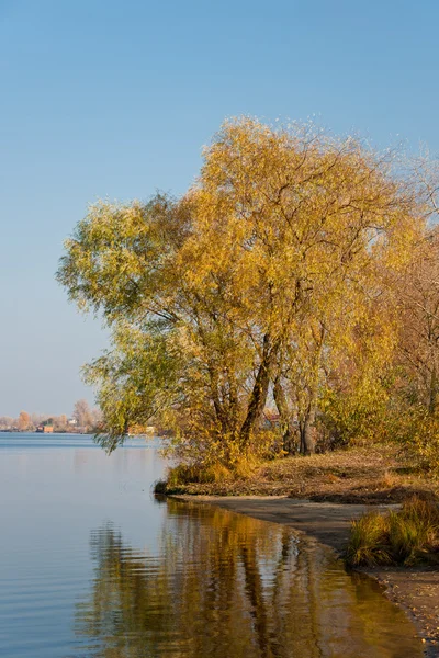 Träd vid floden — Stockfoto