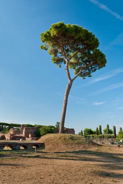 Дерево Руин Палатинского Холма Риме Италия — стоковое фото