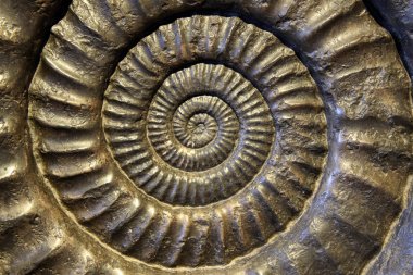 Fossil Ammonite clipart