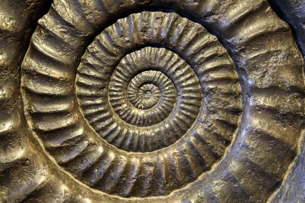 Fossil Ammonite — Stock Photo, Image