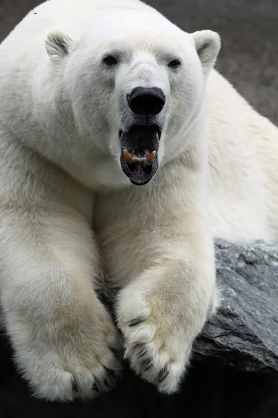 Kutup ayısı — Zdjęcie stockowe