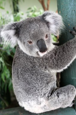 Koala clipart