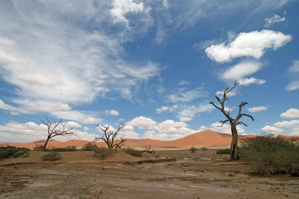 Namibørkenen - Stock-foto