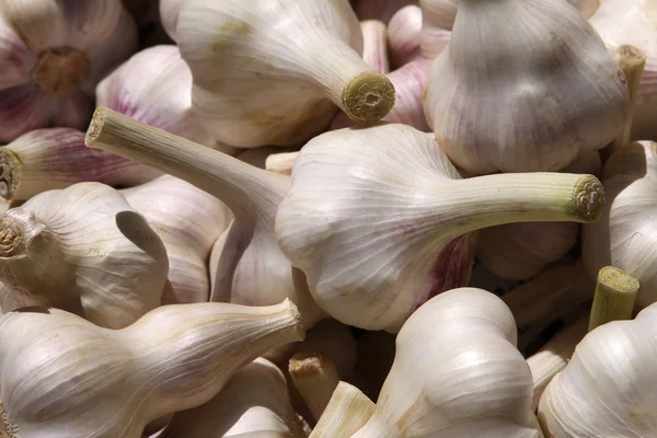 stock image Garlic