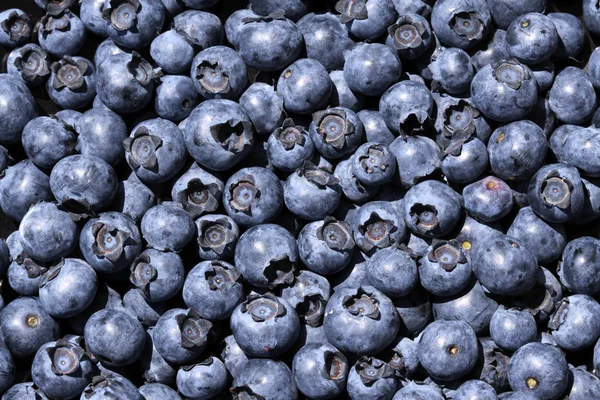 stock image Blueberries