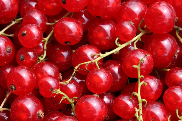 stock image Red Currant