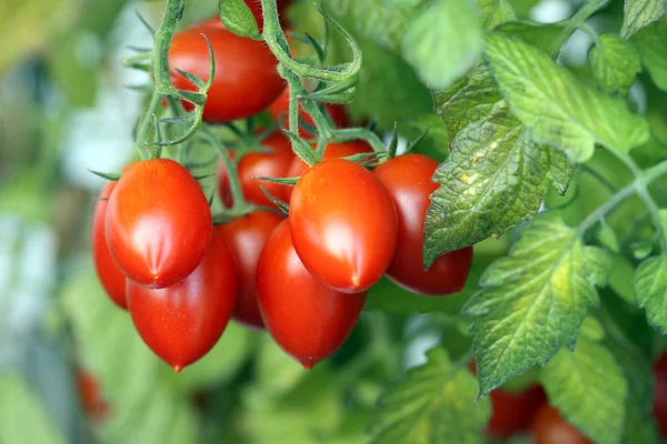 Romové rajče — Stock fotografie