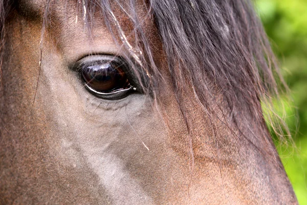 stock image Horse Closeup