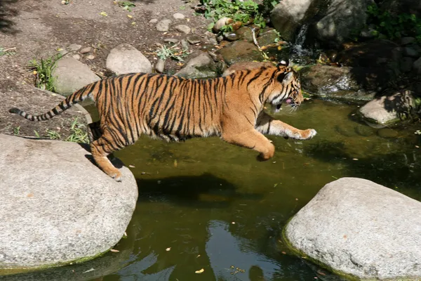 Tigre saltando — Fotografia de Stock