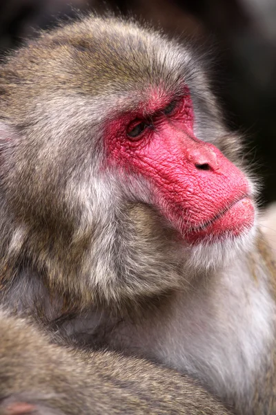 일본 원숭이 — 스톡 사진