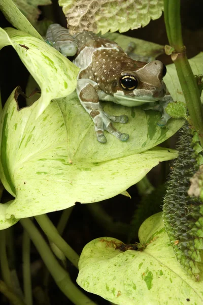 우유 개구리 — 스톡 사진
