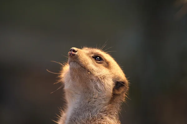 Meerkat olhando para cima — Fotografia de Stock