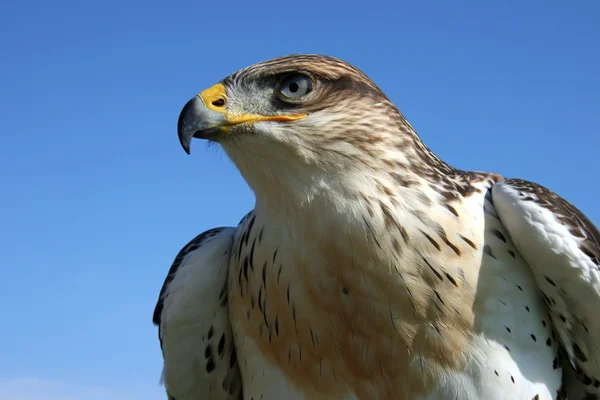Young Hawk — Stock Photo, Image