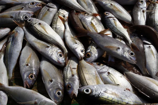Freshly caught fish — Stock Photo, Image