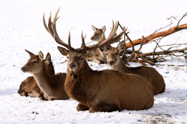 Deer Family clipart