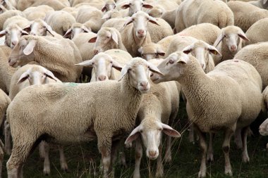 Herd of Sheep clipart