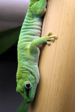 Madagaskar Gecko clipart