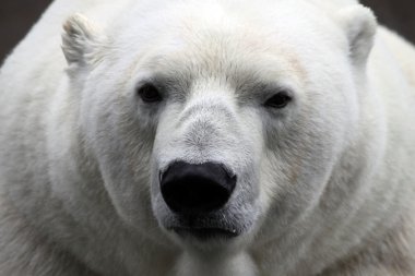 Polar Bear clipart