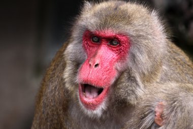 Japanese Macaque clipart