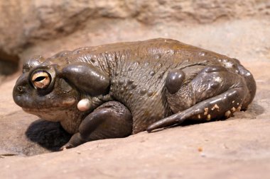 Colorado Toad clipart