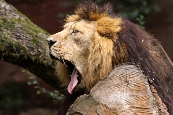 Mężczyzna lew azjatycki — Zdjęcie stockowe