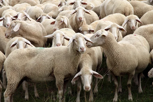 Hjorden av får — Stockfoto