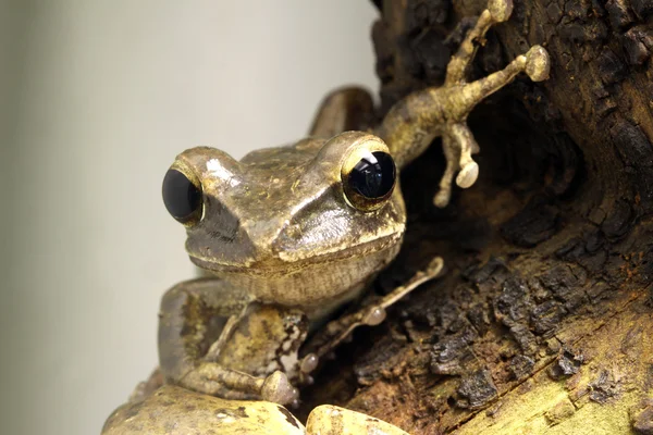 Java Whipping Frog — Stock Photo, Image