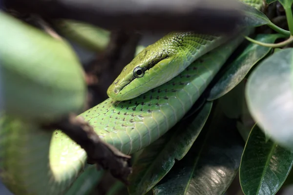 Serpente ratto verde — Foto Stock