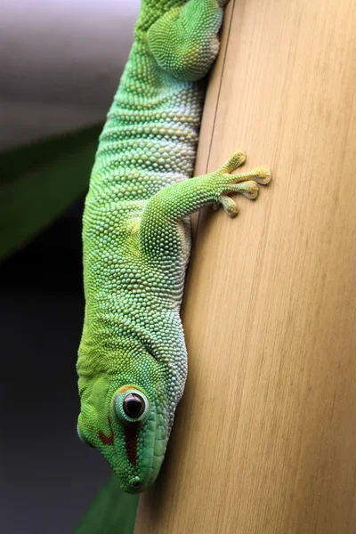 Liguaskar Gecko — Foto Stock