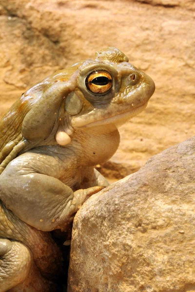 Colorado Toad — Stock Photo, Image