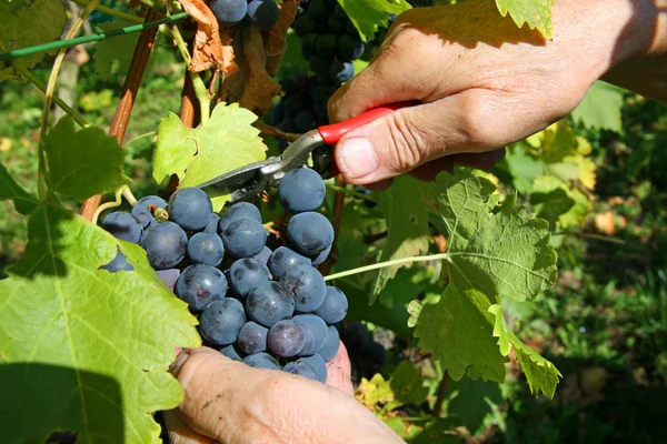 Recolección de uvas — Foto de Stock