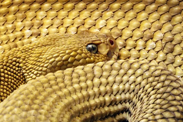 Çıngıraklı yılan — Stok fotoğraf