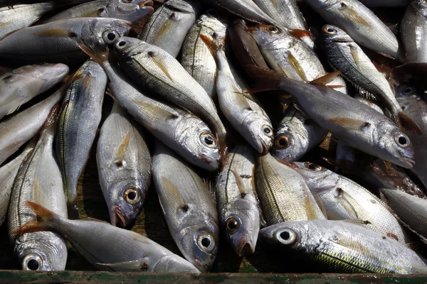 Freshly caught fish — Stock Photo, Image