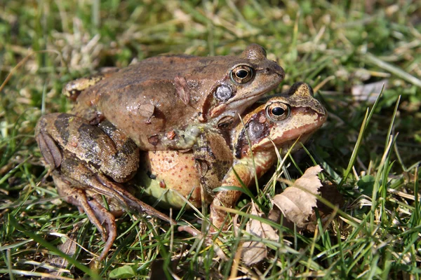 Загальні жаби (Bufo Bufo) — стокове фото
