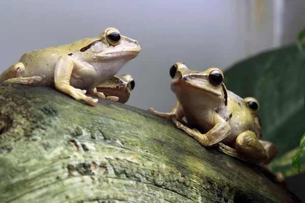 Java порка жаби — стокове фото