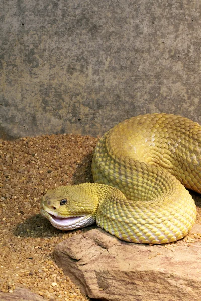 Rattlesnake — Stock Photo, Image