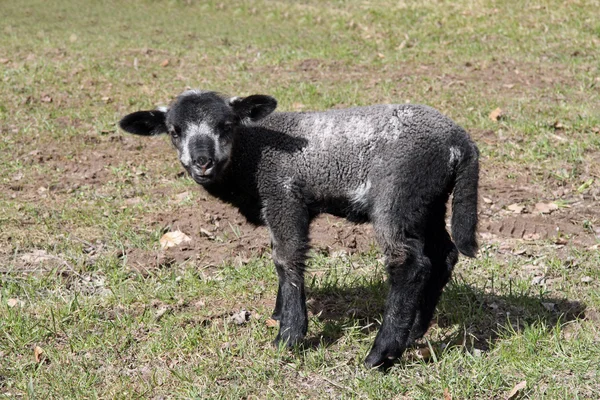 Newborn Lamb — Stock Photo, Image