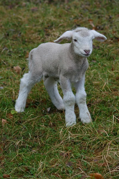 Nyfödda lamm — Stockfoto