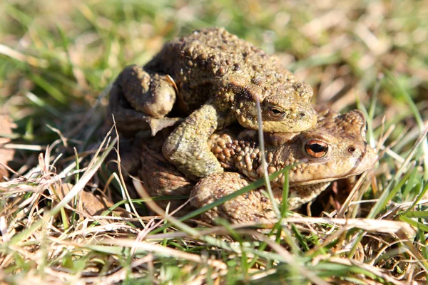 Common Toads (Bufo Bufo) — Stock Photo, Image